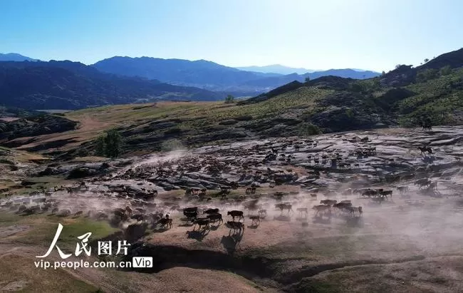 新疆福海：牧民忙夏季转场